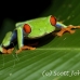 frog_tree_redeyed_tar_h_0615_cos0945.jpg